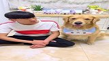 狗子自认为很帅主人长的丑，在主人的食物诱惑下，金毛立场转变了