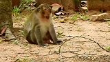 母猴尖叫，渣男猴王家暴猴妈，看着心痛
