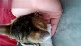 生活-喜欢吸人手吸到睡着的小猫