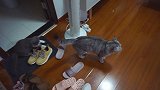 当猫咪们看了宫斗剧后，小猫被教坏显露心机，大猫：我劝你善良！