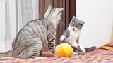 当猫咪们看了宫斗剧后，小猫被教坏显露心机，大猫：我劝你善良！