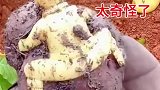 像人的土豆，太奇怪了