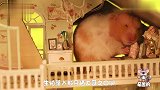 仓鼠冲破内心的恐惧,居然和猫成了好朋友,还有人说要磕猫鼠cp