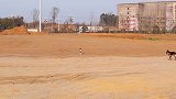 边牧被德牧堵截后的心路历程，同样都是牧羊犬，德牧为何那么优秀