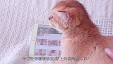让猫看自己播放量100万的视频，猫：妈我上电视啦！