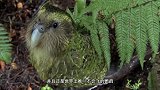 世界上唯一不会飞的鹦鹉，鸟界傻狍子，傻到有治愈的效果