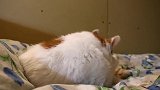 野外捡回了一只颜值很高的流浪猫。喂食后竟然赶不走了