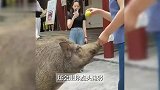 300斤野猪走红网络！义工：游客递来苹果，它就会点头回应