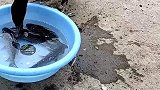 给旁边的鸡哥看呆了