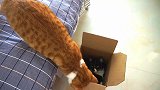 黑猫抢占了橘猫的盒子，接下来橘猫居然做出了这样强悍的行为