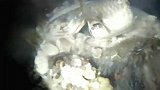 江门鹤山：私房美食油炸腐竹炆海鲤