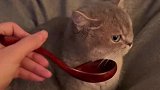 小猫咪不爱喝水铲屎官，给它看视频瞬间听话