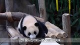 为什么大熊猫生下的小熊猫，需要送回中国？今天可算知道了！