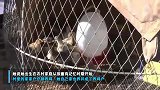 见过水果西施，可你见过斗鸡西施吗？斗鸡女神美到像明星