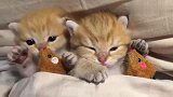 两只可爱的小猫，快把人萌化了