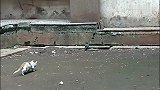 小猫好厉害，鸽子都能抓住，猫咪不愧为老虎的师傅