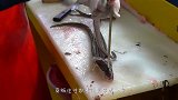 韩国人处理鳗鱼太恐怖，鳗鱼还活着来不及挣扎，就被钉子贯穿头部