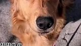零下温度狗子非要出门玩，结果被冻得嘴巴一直打冷颤