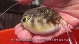 小伙趁河豚生气鼓起时，插了一根烟进去，结果可把它害惨了！
