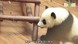 这熊猫简直太逗了，还没断奶就知道“逃狱”，镜头拍下全过程