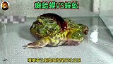蜈蚣大战癞蛤蟆，都被咬急眼了！
