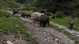 家猪比野猪狠