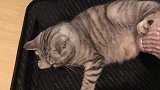 老妈收拾行李准备走，不料老猫霸占行李箱不让走，谁撵他他骂谁！