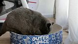 再胖下去，这个巨无霸猫抓板都装不下你了！可爱喵 肥猫日常 猫抓板