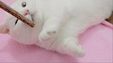 超可爱的治愈系猫片！好想做只无忧无虑的小奶猫呀！