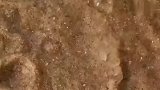 发现一只怀孕的母金蝉, 我们把它放生吧