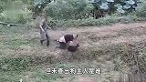 是个狠人！男子野塘钓鱼遭黑狗突袭，疯狂输出把狗掐死