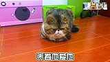 一年前，我的猫为了救我失去了双手猫：你戏能不能不要那么多