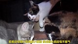 夜晚的小奶猫想靠住大猫睡觉，却遭到大猫的暴打，太可怜了