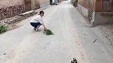 萌宠：美女快跑，后面有猫