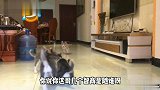 我这当个保安容易吗？连狗都跟我抢饭碗