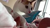 猫：这孩子刚抱回来脚就这么臭