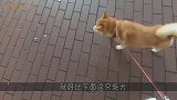 柴犬与主人出门散步，在路过一面镜子时，狗子的反应笑翻全场
