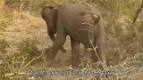 男子骑在大象背上，路中遇见老虎袭击，镜头拍下全过程