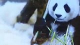 上海野生动物园，国宝大熊猫，太可爱啦