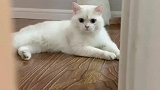 黢黑的猫咪是不能进卧室的