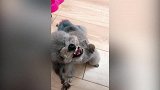 不知道钻哪里去了，搞了一头蜘蛛网，我快被这只猫笑死了！