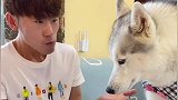 主人带二哈来摘杏子，金毛带大的二哈太能干了，大丰收了