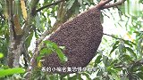 深山发现巨大野蜂蜂巢,荒野小哥徒手采摘,被叮也得吃上两口