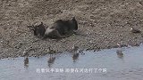 疣猪正在喝水，不料水下埋伏着鳄鱼，下一秒画风突变