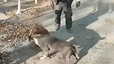 恶霸犬跟比特犬又斗上了，旁边的主人加油打气是怎么回事