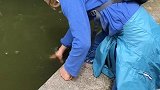 德国小姑娘河边抓德国老龄鲤鱼！可惜手太小抓不到！德国鲤鱼就这样老死在河里！德国