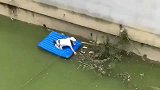 流浪猫咪别困在水中，好心路人下去搭救，为视频中的大哥点赞！