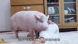 猪界的毕加索，要不是亲眼所见，都不敢相信这是真的