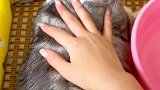 如果家里猫咪洗澡容易应激