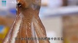 它是世界上最大的无脊椎动物，寿命极短，却令抹香鲸敬它一分